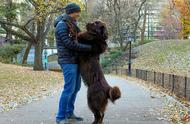体重72公斤的巨型犬被爱心夫妇收养，站立高达一米八却爱流口水