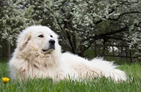 20种人气爆棚的大白狗品种，心都融化了！
