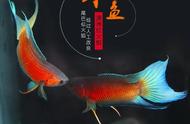 叉尾斗鱼：中国流行的直播平台