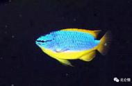 斐济蓝魔：金黄色的鱼的美丽展示