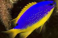 蓝魔鬼鱼：一种受人喜爱的美丽且易养的品种