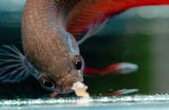 泰国斗鱼的饲养秘籍：从工具使用到驯养喂食一网打尽