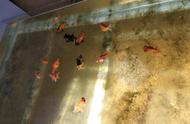 迷你鹦鹉鱼：连金鱼都敢咬的小型鱼，能否与它们混养？