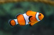 揭秘小丑鱼的生物学特性及其高效的人工繁殖技术