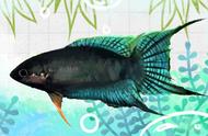 四种低氧环境下的鱼类选择：新手养殖者的福音