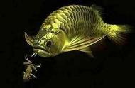 黄色系观赏鱼的魅力：中大型鱼的美丽无法抵挡