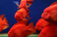 水温水质均满足鹦鹉鱼需求，为何仍未红？解决方法是什么？