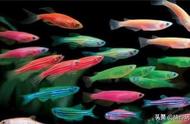 热带观赏鱼养护的注意事项