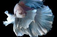 收藏必备：30种令人惊艳的热带观赏鱼，它们看起来像精灵
