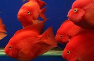 饲养鹦鹉鱼需要技巧？是的，否则它们的状态永远无法提升，颜色也无法变红
