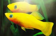 金玛丽鱼：黄金色泽的观赏鱼特点解析