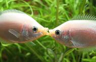 接吻鱼：一种独特的生物种类