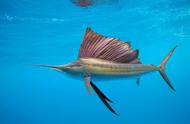 旗鱼：海洋中的超速、惊人和智慧捕食者