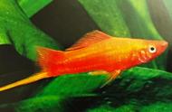 红剑尾鱼：热带观赏鱼的奇特性别转变