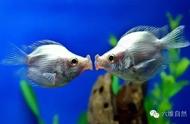 鱼的浪漫：接吻鱼如何打破单身汪的孤独？