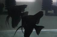 黑神仙鱼的养护难度大吗？