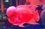鱼缸中的观赏鱼体色频繁变化，是饲养过程中的问题吗？