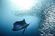 疾风般的海洋奇鱼：尖吻能刺穿油轮钢板，拥有再生能力