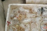 孔雀鱼装箱记：5元一袋的热带鱼早市还能走多远？