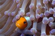 揭秘Nemo（小丑鱼）的隐藏技能