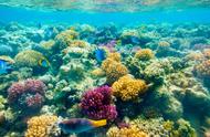 珊瑚礁的保卫战：冷冻珊瑚能否在适时解冻后重焕生机？