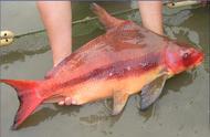 中国十大观赏鱼：胭脂鱼居首，鳑鲏鱼最常见