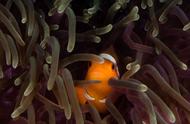 小丑鱼在海葵丛中的奇妙生活