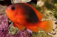 「海洋知识普及」—印度红小丑鱼简介