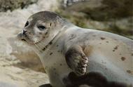 辽东湾惊现斑海豹，无外耳廓特征，冰上产仔，日食鱼量达16斤