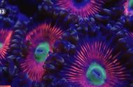 珊瑚：动物还是植物？探索珊瑚的神秘世界