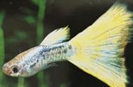 稀有品种：白金黄尾孔雀鱼，图片欣赏为主