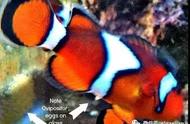 小丑鱼的孵化过程与繁殖技巧