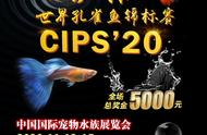 2020年“长城杯”世界孔雀鱼锦标赛的逆流之旅