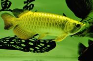 如何饲养金龙鱼：让你的鱼缸里也有一条金光闪闪的金龙鱼