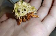 常住香螺壳，换壳成长：寄居蟹的奇特生活
