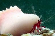 日本新发现稀有寄居蟹：不再背贝壳，选择珊瑚