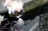猫咪与水中鱼的三载情缘：前世之约今生难忘