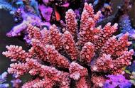 人工养殖珊瑚：掌握海水育苗技术，助力旅游业新发展