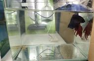 泰国斗鱼蒙眼病的防治：鱼缸水质问题解析