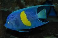 紫月神仙鱼：海洋生物的瑰宝
