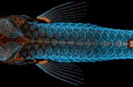 「斑马鱼的微观世界：共聚焦显微镜下的科学探索」