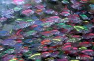 透明小鱼：玻璃拉拉鱼的奇妙世界