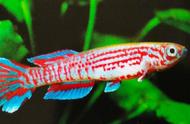 必洛琴尾鳉鱼：狂野红色纹路与蓝底的完美结合，观赏鱼中的极品
