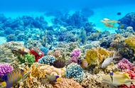 珊瑚：大自然的有机宝石