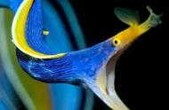 色彩斑斓的鳗鱼：一生多变的奇妙旅程