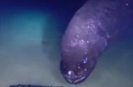 日本海域现2.53米巨型深海鱼，头部壮硕嘴巴大，疑似与核废水有关