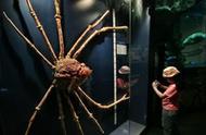 3.7米长的“食人蟹”现身，因核辐射而变得丑陋！网友：蟹腿肉多吗？