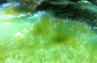 藻类清洁鱼：一种有效的藻类防治方法