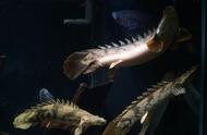 饲养远古鱼类并不困难，但恐龙鱼的威武霸气无人能敌
