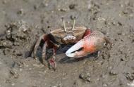招潮蟹：青岛胶州湾的可爱小宠物，你了解吗？